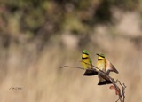 Vumbura - Little Bee Eaters6